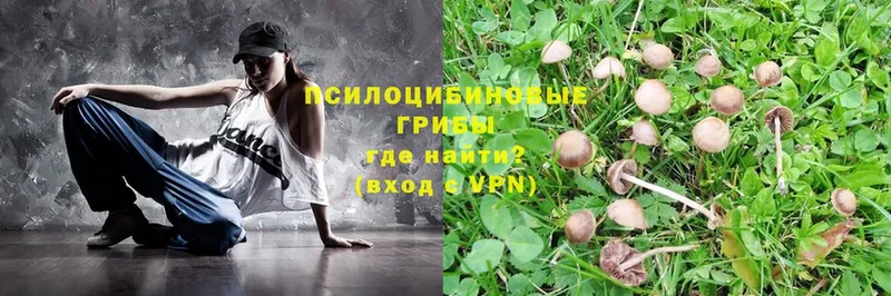 Псилоцибиновые грибы Psilocybe  Чкаловск 